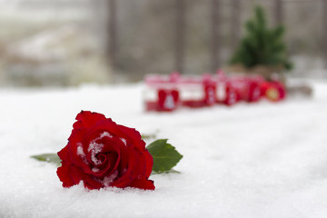 Rote Rose im Advent
