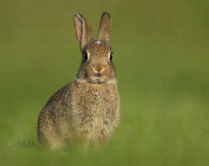 Alerted young wild rabbit