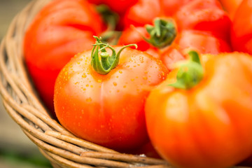 Fresh tomatoes