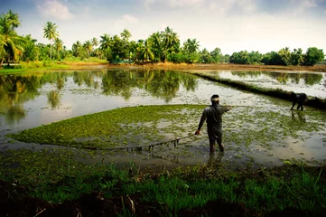 Foto auf Acrylglas Antireflex backwaters of Kerala © Joolyann