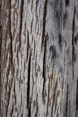 bark textures background