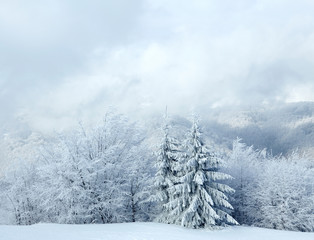 Frost on trees in winter