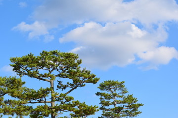 松と空