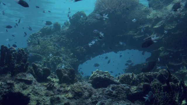 Tropical fish swim in Coral reef in Queensland Australia.