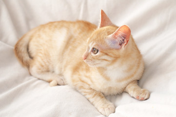 Ginger cat on blanket