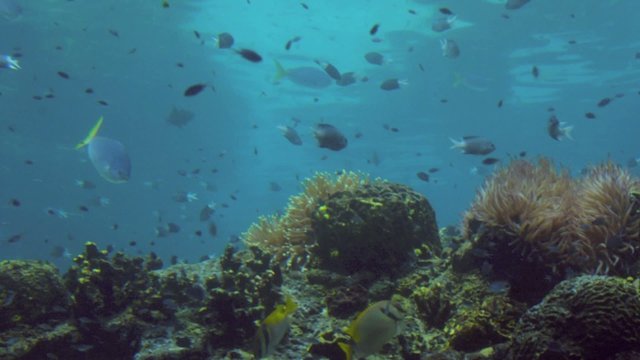 Tropical fish swim in Coral reef in Queensland Australia.
