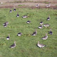 geese in grass near dutch town of arnhem