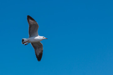 Flying Seagull in the blue sky