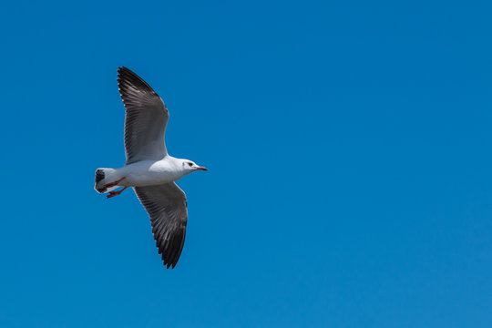Flying Seagull in the blue sky