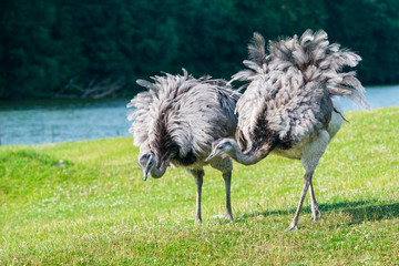 A pair of African ostriches walking