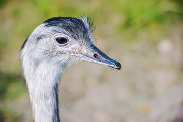 Portrait of African ostrich (Struthio camelus)