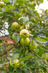 Green apples on a branch