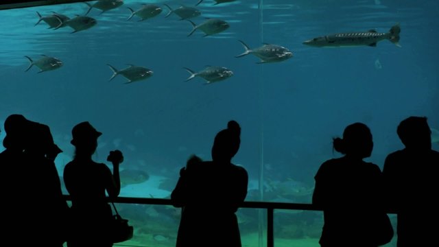 Visitors In Shark Bay Sea World Gold Coast