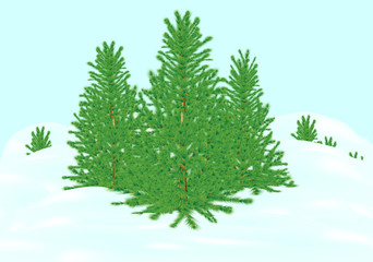 fir © lewal2010
