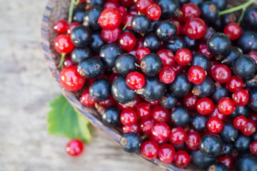 red and blue black currant in garden