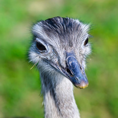 Portrait of African ostrich (Struthio camelus)