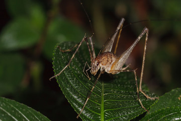 A close up of bush cricket on green leaves
