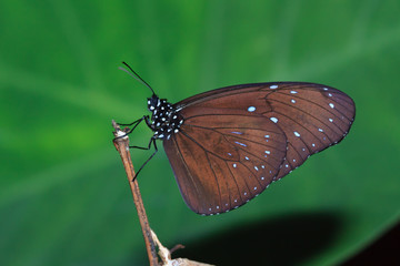 A side view of Male Striped Blue Crow butterfly
