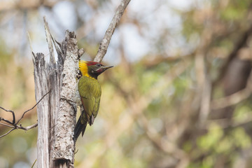 A male lesser yellownape holding on the dried tree