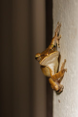 A common bush frog holding on the wall