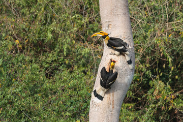 A couple of Great hornbills searching for their nest © oolulu