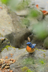 A close up of a Hill Blue Flycatcher standing alone on the rock