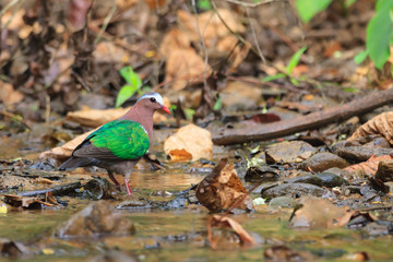 A close up of an Emerald Dove walking in the stream