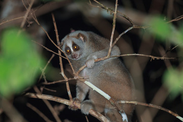 A close up of Slow loris on the tree at night