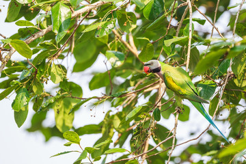 A male Red-breasted Parakeet eating wild berry on the tree