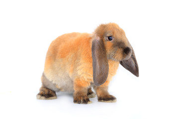 Fototapeta premium brown rabbit