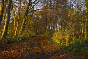 Obraz premium Track in a forest at sunset in autumn