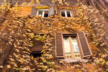 Yellow ivy on the facade of house