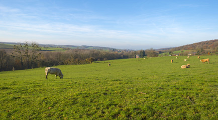 Cows in a hilly meadow at fall