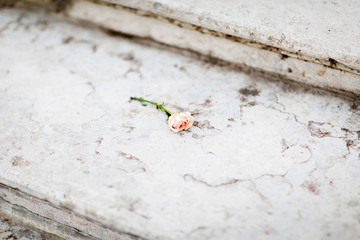 Gentle rose on a marble sairs