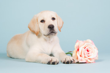 Labrador puppy with a pink rose