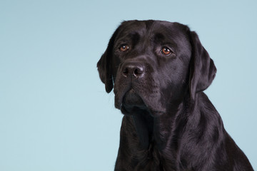 Fototapeta premium Black labrador on blue background