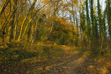 Track in a sunny forest at fall