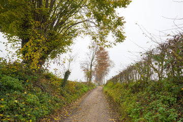 Fototapeta na wymiar Trees along a foggy road in autumn