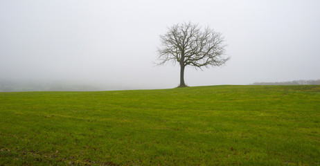 Fototapeta na wymiar Trees in a foggy meadow on a hill in autumn