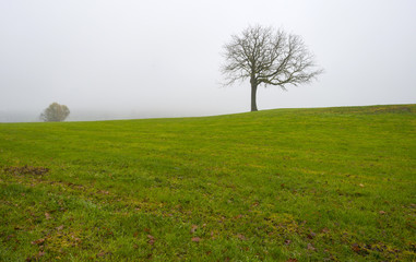 Trees in a foggy meadow on a hill in autumn