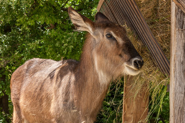 antelope on a background of green