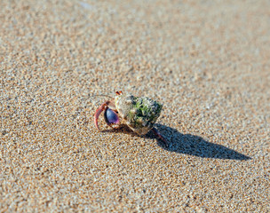 hermit crab on the beach