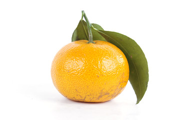 Orange fruit