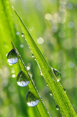 Panele Szklane Podświetlane  Świeża zielona trawa z zbliżeniem kropli rosy