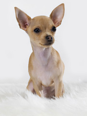 Chihuahua mexican dog sitting on the carpet
