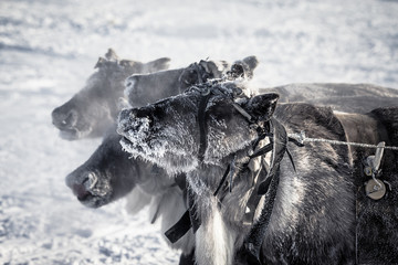 Muzzle reindeer in frost. Yamal. Shallow depth of field