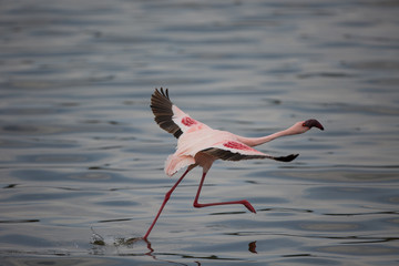 Flamingo beim Start