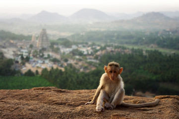 baby monkey in Hampi