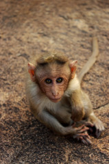 baby monkey