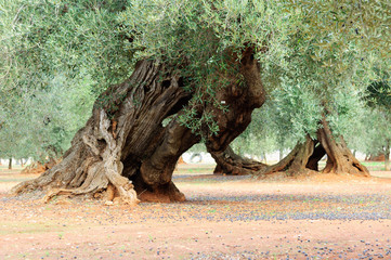 Ulivi secolari Puglia © Samuele Gallini